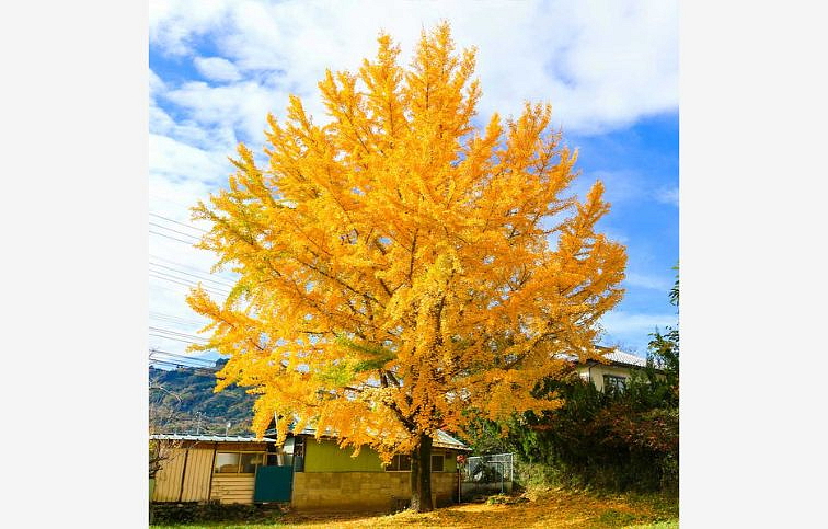 Ginko dvojlaločné 200-230 cm, kont. C15