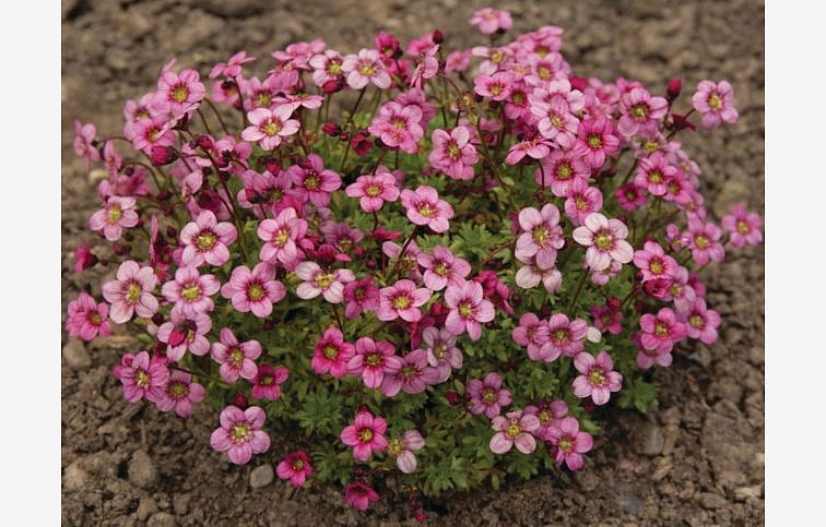 Lomikameň Alpino Rose - Saxifraga arendsii, kont. p13