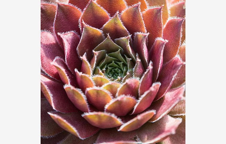 Skalnica Draco - Sempervivum, kont. 0,5 l