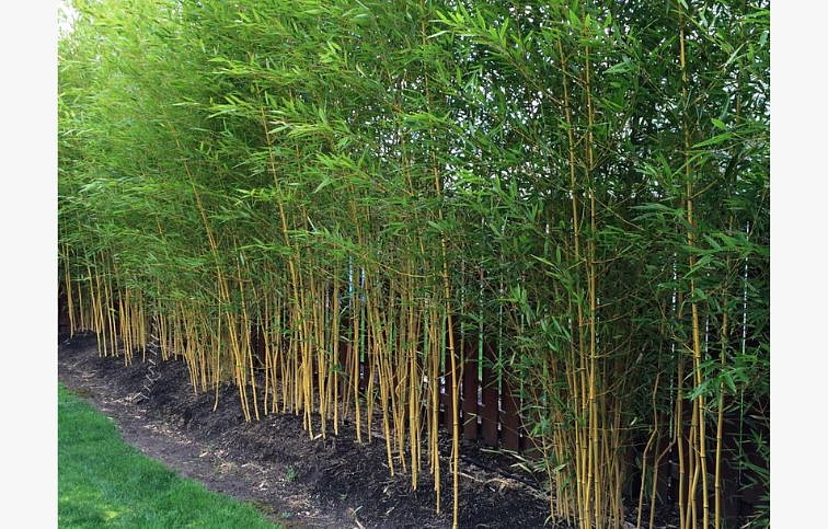 Bambus Aureosulcata Spectabilis 160-200cm, kont. 18 l