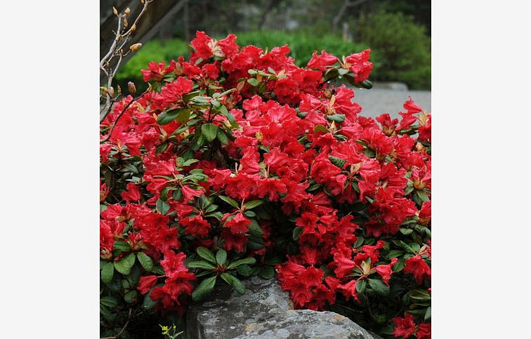 Rododendron Scarlet Wonder 10-20 cm, kont. p17