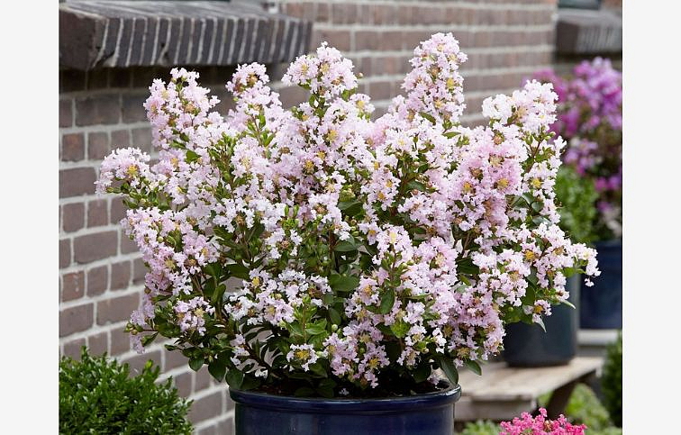 Myrta krepová With Love Babe 20-30cm - Lagerstroemia indica kont. 2 l