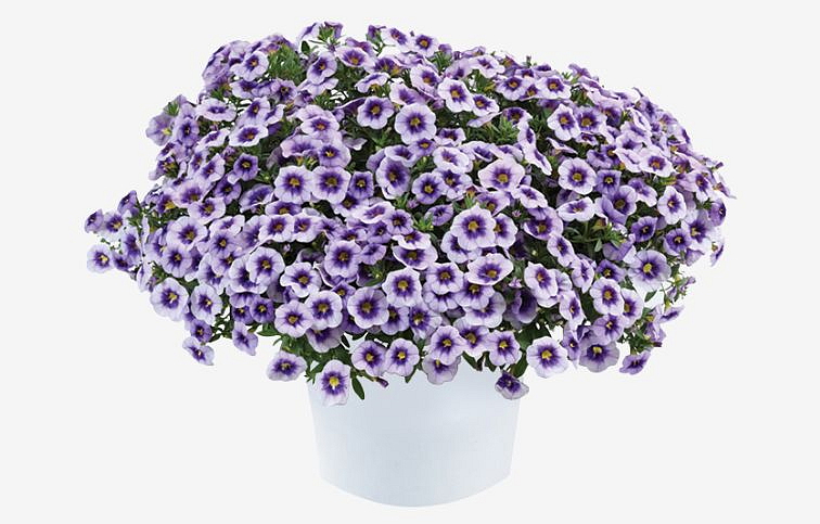 Minipetúnia Million Bells Eyeconic Purple - Calibrachoa, kont. 0,5 l