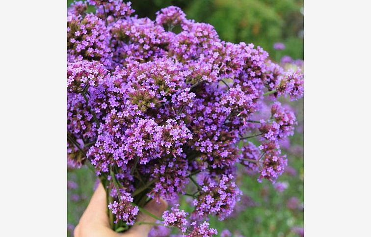 Železník argentínsky Finessa - Verbena bonariensis, kont. 1 l
