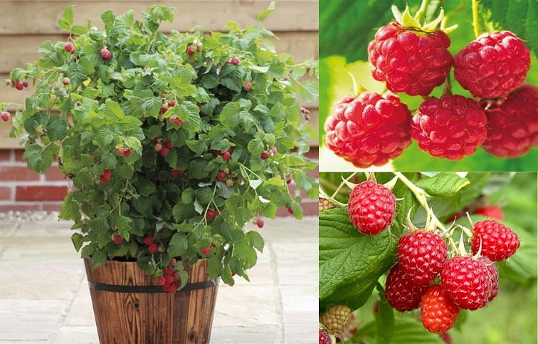 Malina Sweet Sunshine stálerodiaca 15-30 cm, kont. 0,5 l