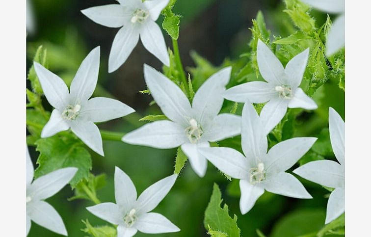Zvonček poscharskov Silberregen - Campanula poscharskyana, kont. 0,5 l