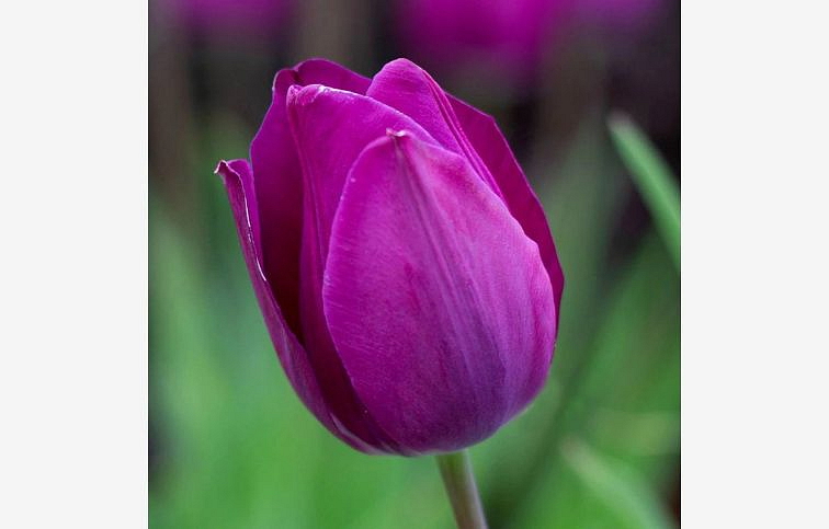 Tulipán Blue Beauty 3 ks v kont. 0,5 l