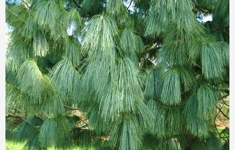 Borovica himalájska Wallichiana 100-110cm, kont. 25 l