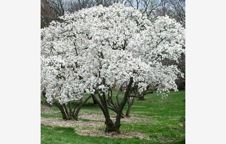 Magnólia stellata Royal Star 100-120cm, kont. 10 l