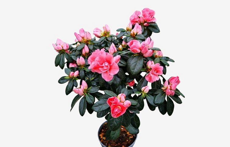 Azalka indická marhuľová na kmienku, výška cca 40 cm - Rhododendron simsii, kont. p13