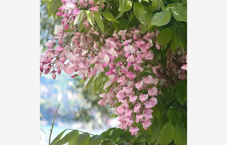 Vistéria vznešená SHOWA BENI 150-200 cm, kont. 3 l