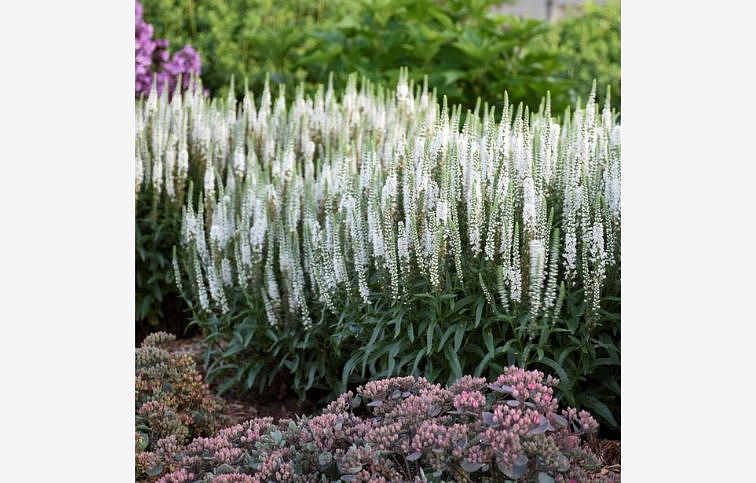 Veronika Magic Show White Wands - Veronica hybrid, kont. 0,5 l