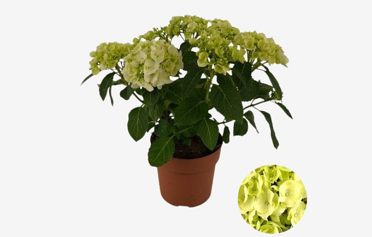 Hortenzia kalinolistá Mophead White cca 30 cm, kont. p14