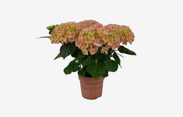 Hortenzia kalinolistá Hy-pe Original MopHead Pink cca 30cm, kont. p23