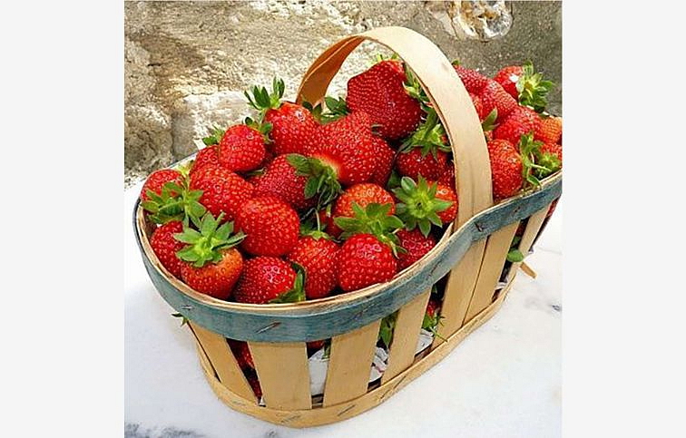 Jahoda previsnutá stálerodiaca Beltran - Fragaria, kont. 0,5 l