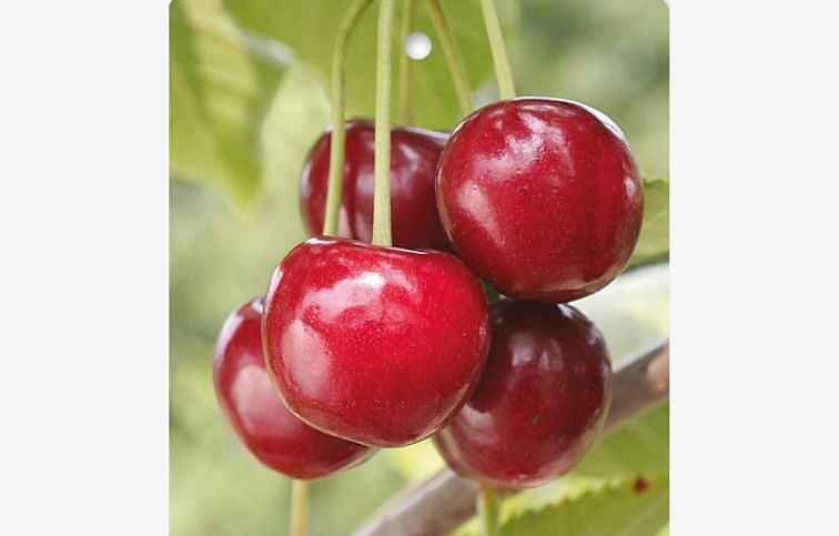 Čerešňa Regina 130-160cm, podpník Gisela 5, voľnok.