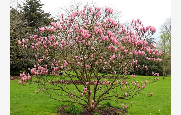 Magnólia Heaven Scent 20-40cm - Magnolia kont. 3 l