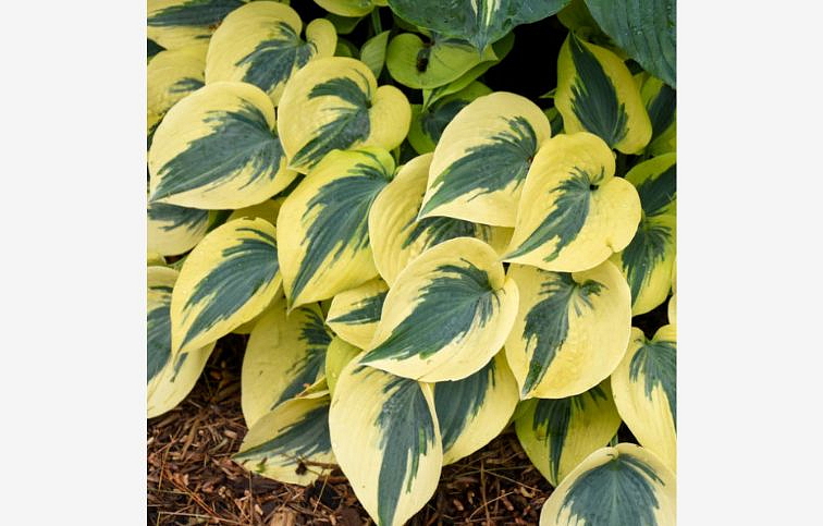 Hosta Autumn Frost - Funkia, kont. 1 l