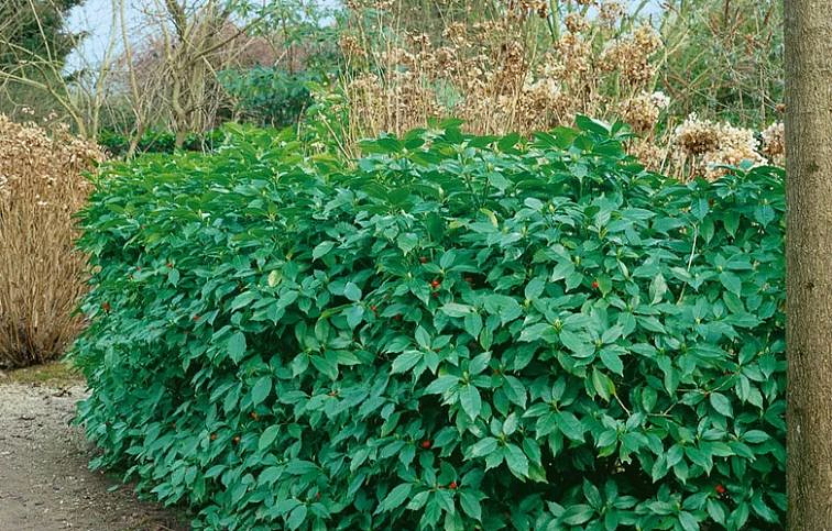 Aukuba japonská Rozannie 30-50 cm, kont. p17