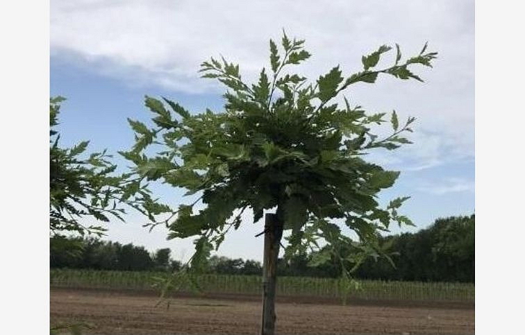 Hrab obyčajný Minor Globe na 210-220cm kmeni, výška 280-300cm, obv. km. 8-10cm, kont. 25 l