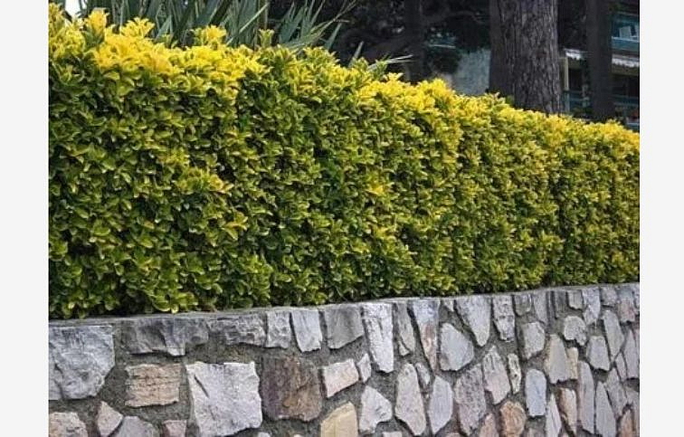 Bršlen japonský Marieke cca 20 cm, kont. p13