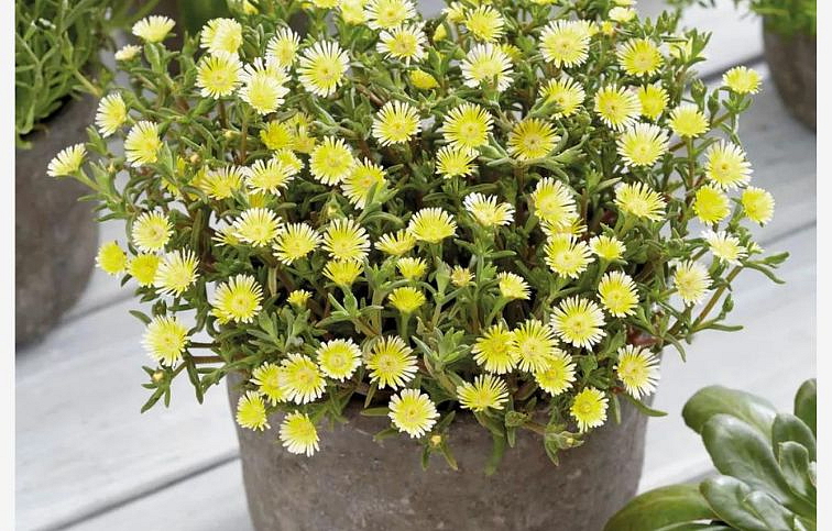 Poludňovka Wheels of Wonder Limoncello- Delosperma, kont. 0,5 l