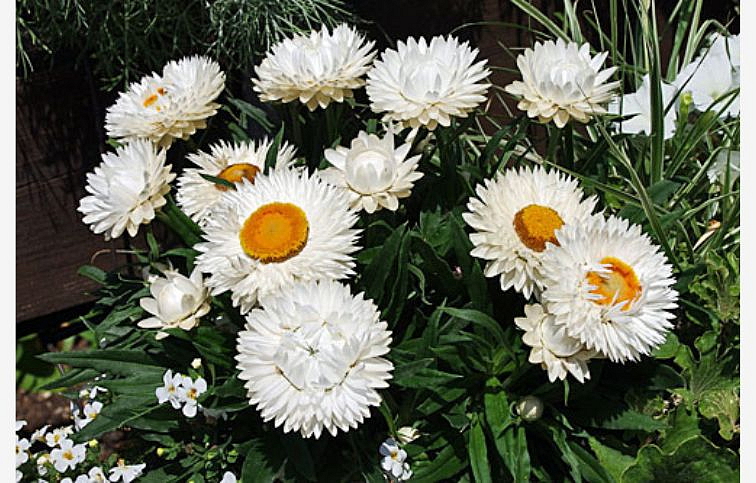 Slamienka Sunbrella White - Bracteantha, kont. 0,7 l