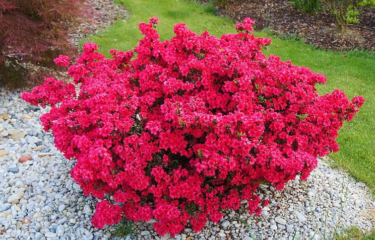 Azalka japonská Maruschka 40-60 cm, kont. 5 l