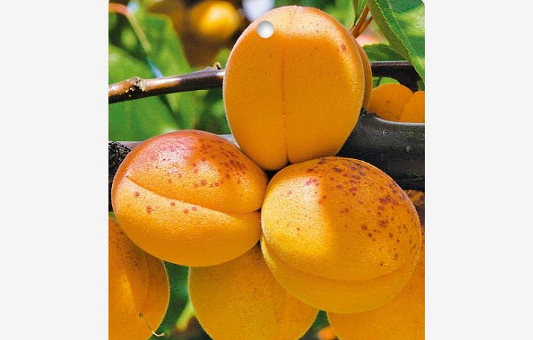 Marhuľa Harlayne, podpník myrobalán, voľnok.