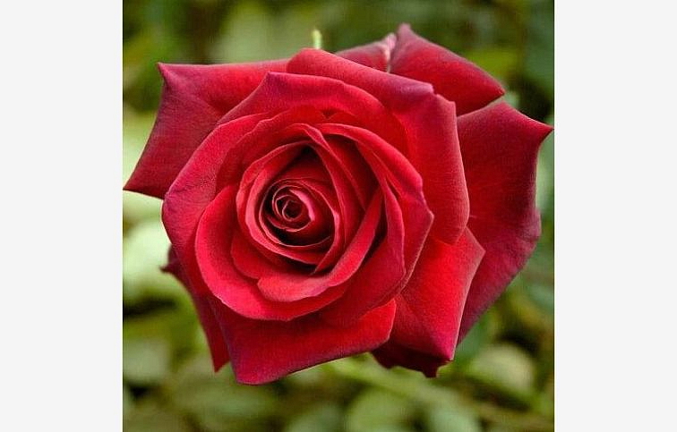 Ruža popínavá Edith Piaf 140-200 cm - Meilland, kont. 5 l