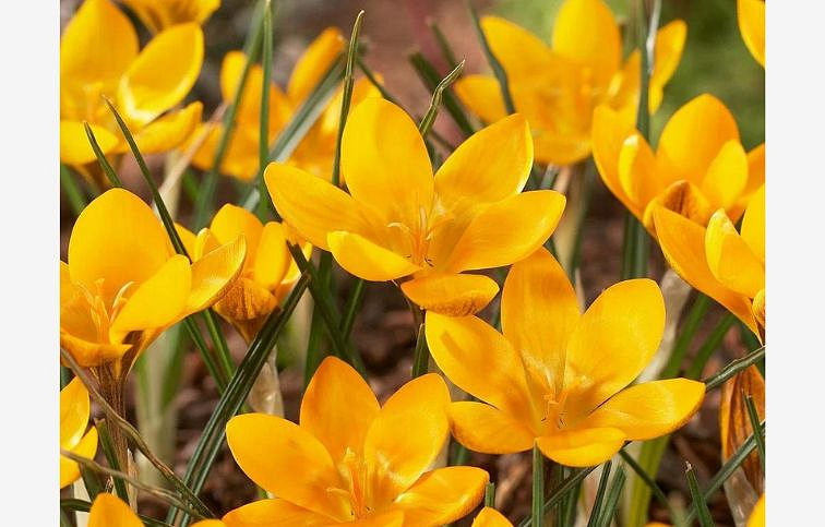 Krokus Dorothy 3 ks v kont. 0,5 l