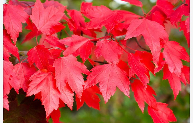 Javor červený na kmienku 250-280 cm, obvod kmeňa 8-10 cm, kont. 30-40 l