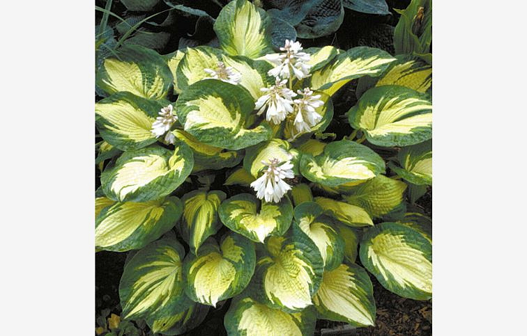 Hosta Great Expectations - Funkia, kont. 1 l