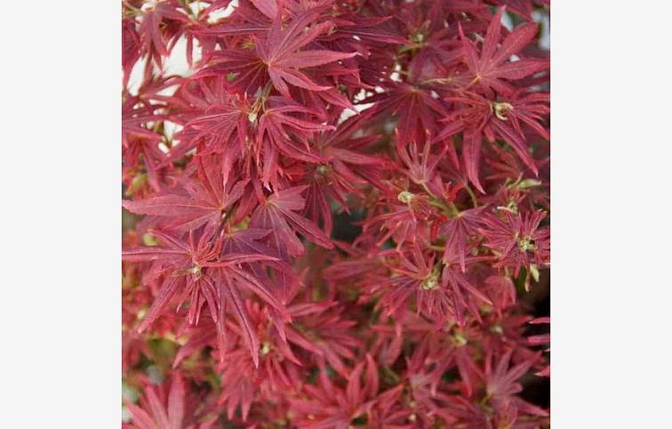 Javor dlaňovitolistý Shaina na 90cm kmienku, výška 120-130cm, obv. km. 6-8cm, kont. 25 l