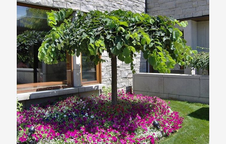 Brest horský Camperdownii na kmienku 240-260 cm, obvod kmeňa 8-10cm, kont. 25 l