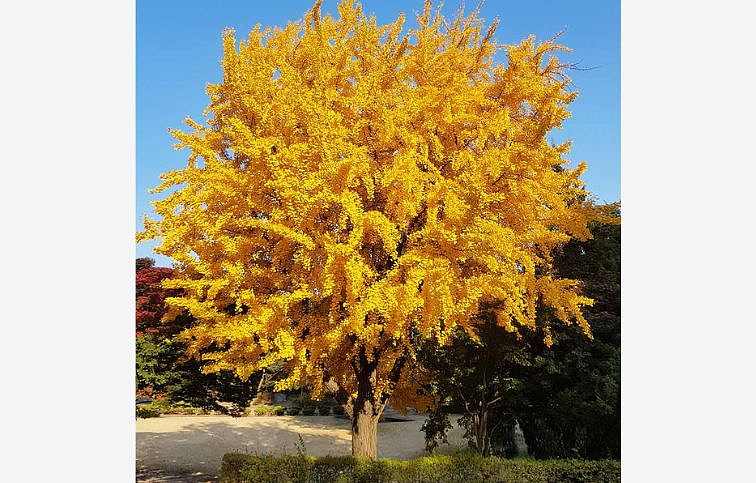 Ginko dvojlaločné 200-230 cm, kont. C15