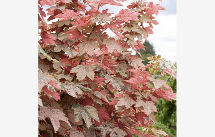 Javor horský Esk Sunset na 190-200cm kmienku, výška 270-290cm, kont. 10 l