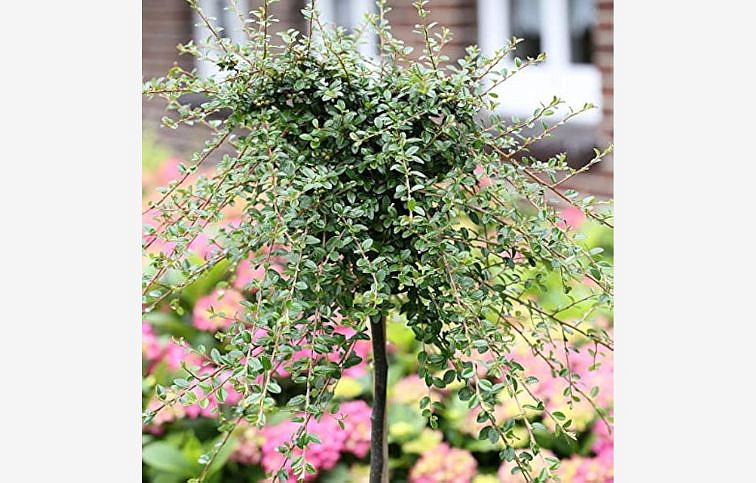 Skalník damerov Streibs Findling na kmienku 90-100 cm, kont. C3