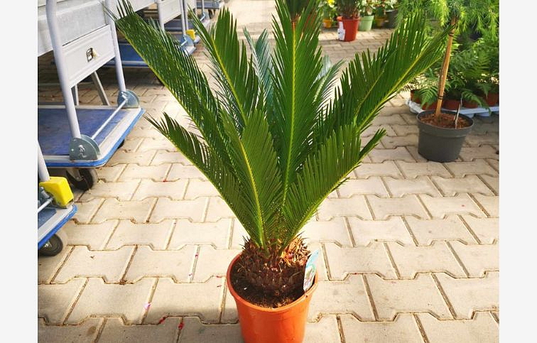 Cykas revoluta 55-65cm, kont. p21