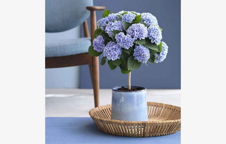 Hortenzia kalinolistá Magical Revolution Blue na kmienku 30-40cm, kont. p14