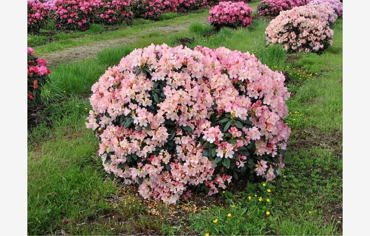 Rododendrón jakušimský Percy Wiseman 20-30cm, kont. p17