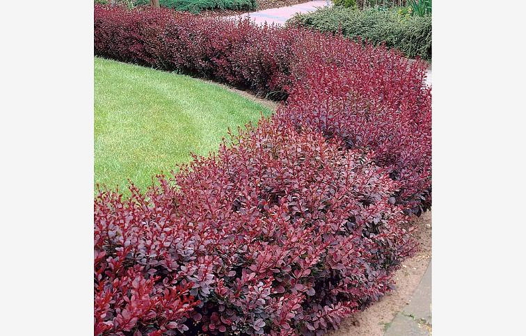 Dráč Thunbergov Flamingo 30-50cm, kont. 2 l