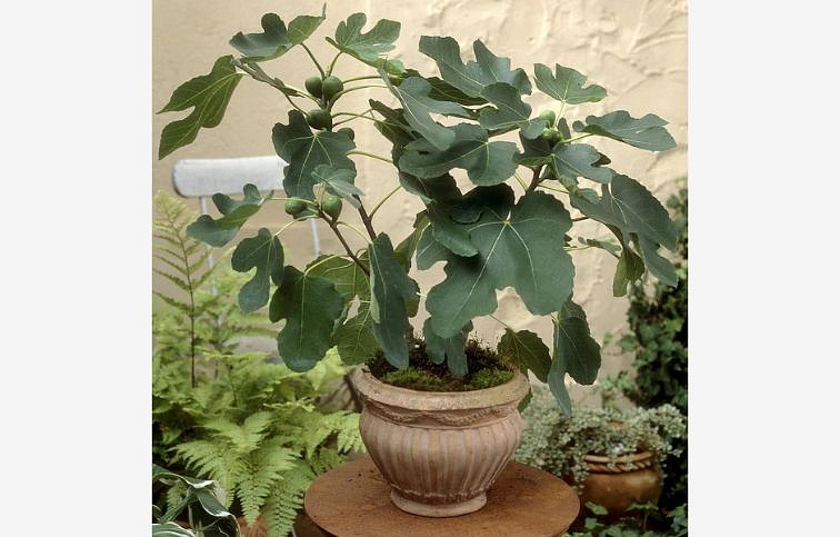 Figovník Little Miss Figgy 30-40 cm, kont. 2 l