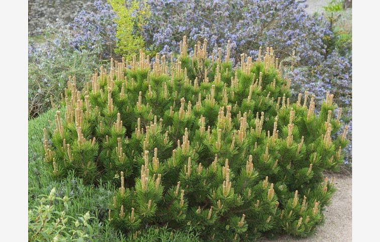 Borovica horská Mugo Mughus 10-20 cm, kont. p13