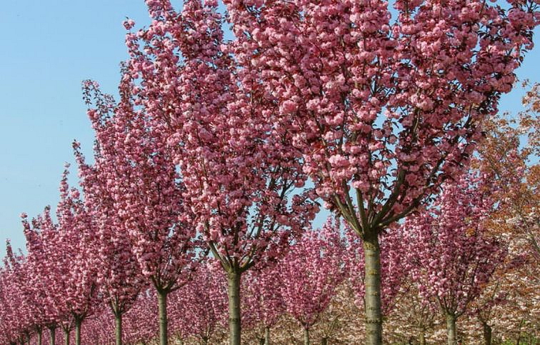 Okrasná čerešňa Royal Burgundy na 200-220cm kmeni, výška 240-280cm, obv. kmeňa 8-10cm, C25