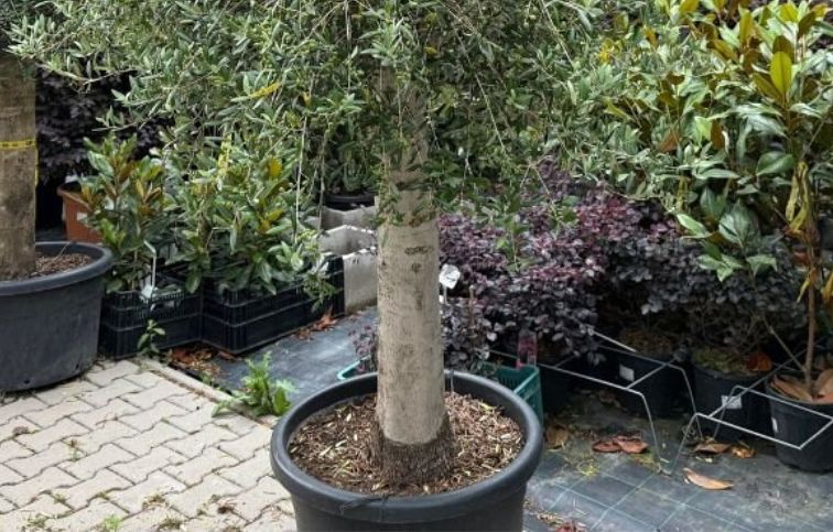 Olivovník európsky výška kmeňa 80-90cm, obvod kmeňa 40-50cm, výška cca 230cm