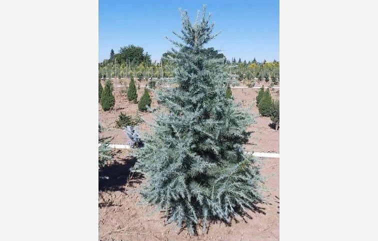 Céder himalájsky Robusta Glauca 120-140 cm rozvetvený, kont. 9 l