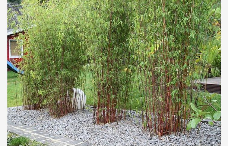 Bambus lesklý Black Pearl 40-60cm - Fargesia nititda, kont. p17