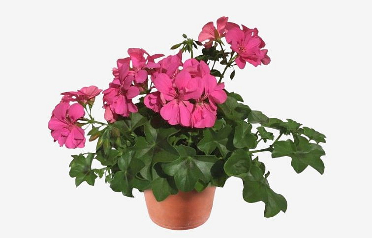 Muškát previsnutý Allegria Rosa - Pelargonia, kont. 0,5 l