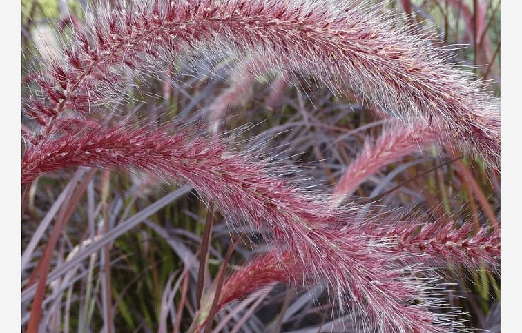 Perovec Rubrum 50-60cm - Pennisetum, kont. 2 l